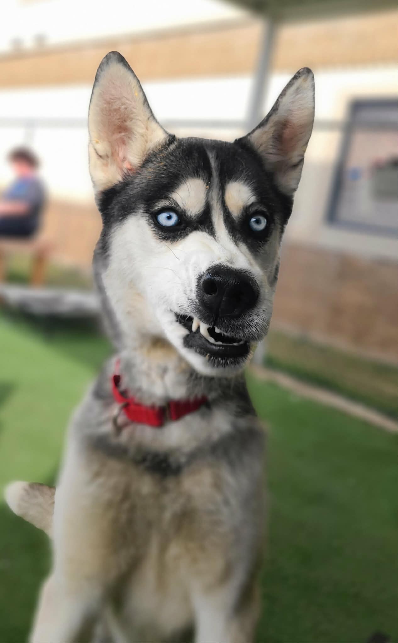 Picture of the Animal Listed